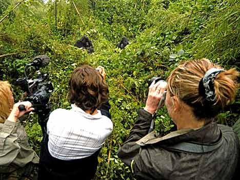 Berggorillas - Raus aus dem Nebel: Die mit Dian Fossey berühmt gewordenen Menschenaffen sind zu einer Wirtschaftsgröße in ihren Heimatländern geworden.