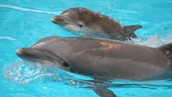 Vorstellung des zwei Monate alten Delfinkalbs 'Nami'
