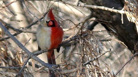 Zweigeschlechtlicher Vogel: Dieser Rotkardinal ist ein sogenannter Halbseiten-Hermaphrodit: Die linke Hälfte ist männlich rot, die rechte weiblich grau gefiedert.