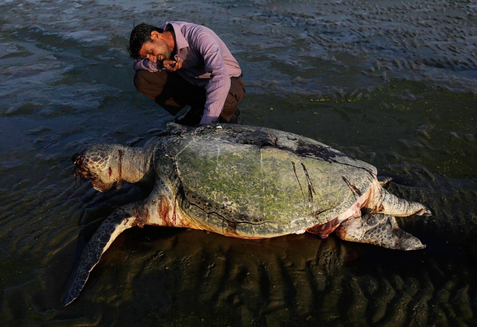 A man squats next to a dead green turtle along Karachi's Clifton beach