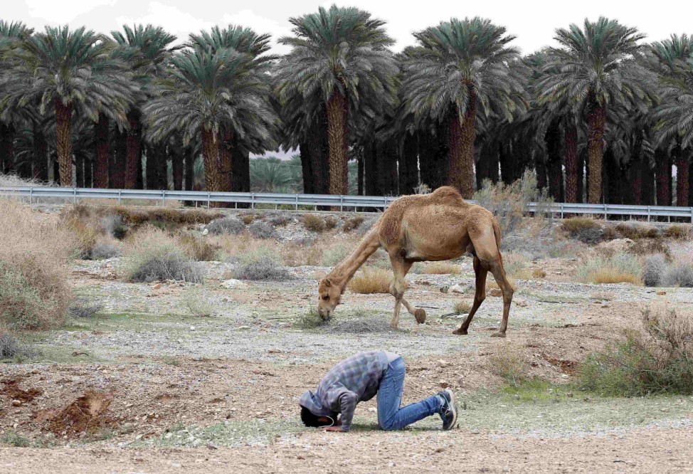 A Bedouin man prays near his camel in the Judean desert between Jericho and Jerusalem