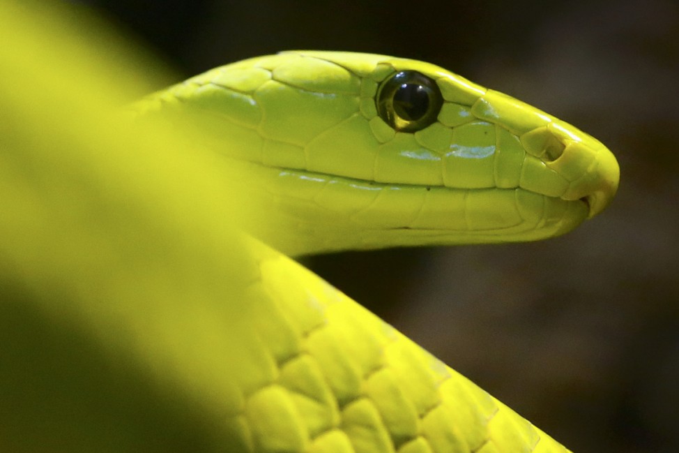 A common green mamba is pictured in its enclosure at Munich's Hellabrunn Zoo