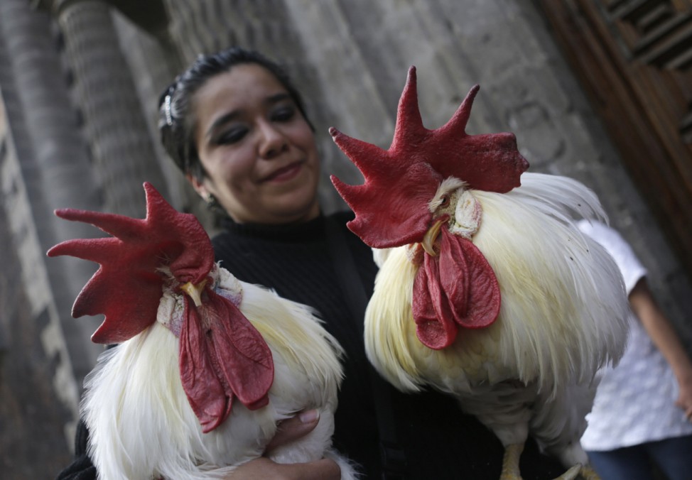 A woman holds her roosters as they receive blessings from Priest Fray Francisco Perez outside the San Fernado Catholic church in Mexico City