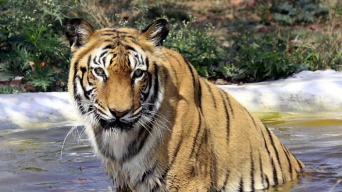 Tiger in Indien