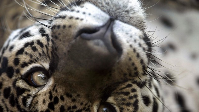 Jaguare im Pantanal in Brasilien: Ursprünglich waren Jaguare auch im Süden der USA verbreitet, mittlerweile findet man sie nur noch in Mittel- und Südamerika.