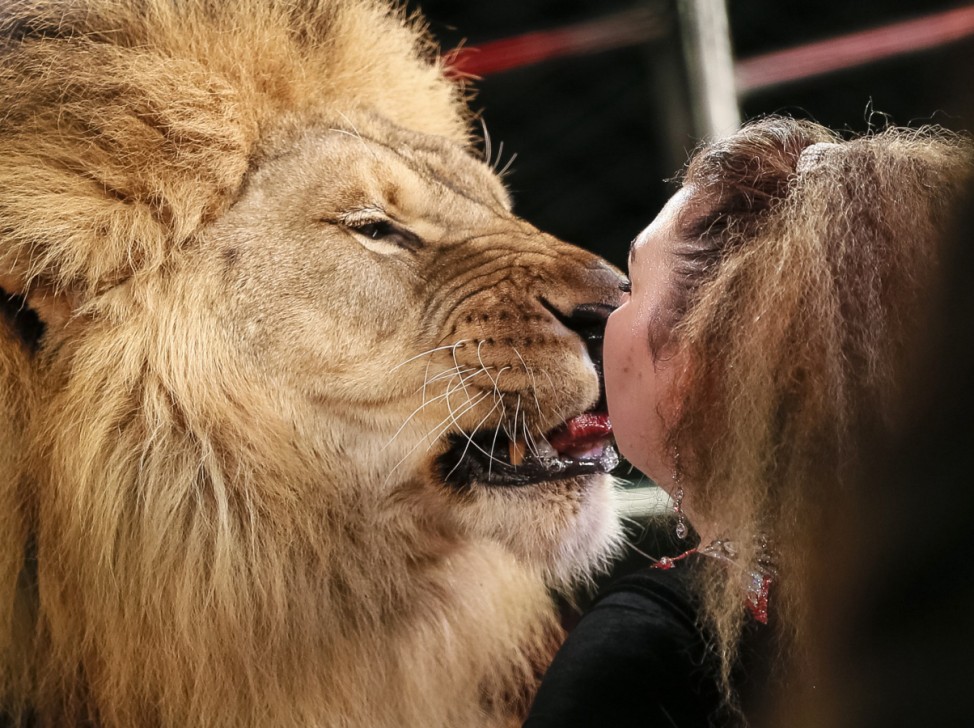 A lion and its trainer perform during 'Circus of our childhood', a new programme, at the National Circus in the Ukrainian capital of Kiev
