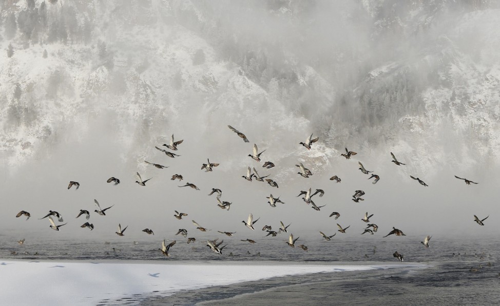 Wild ducks fly above the Yenisei River with the air temperature at about minus 30 degrees Celsius in the Siberian Taiga district