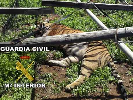 Sieben Tiger auf Gran Canaria ausgebrochen;dpa