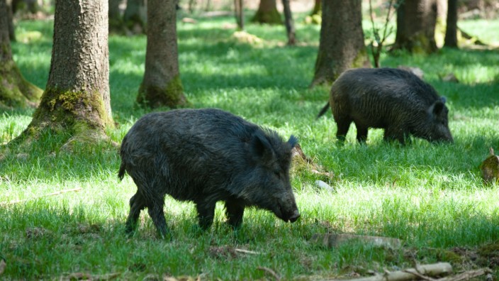 Seuchenbekämpfung: Für Wildschweine bedeutet die Infektion mit der Afrikanischen Schweinepest den sicheren Tod. Um die Tiere - wie hier in der Hohenlindener Sauschütt - vor dem qualvollen Schicksal zu bewahren, hat das Landratsamt nun einen Aktionsplan gegen die Seuche erarbeitet.
