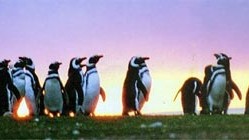 Gute Umgangsformen - die Magellan-Pinguine haben ihr eigenes Verständnis vom Verhältnis Mensch-Tier.