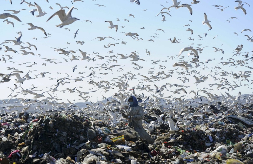 A woman picks up recyclable materials, as seagulls look for food, at a dump site of a garbage disposal plant in Dalian