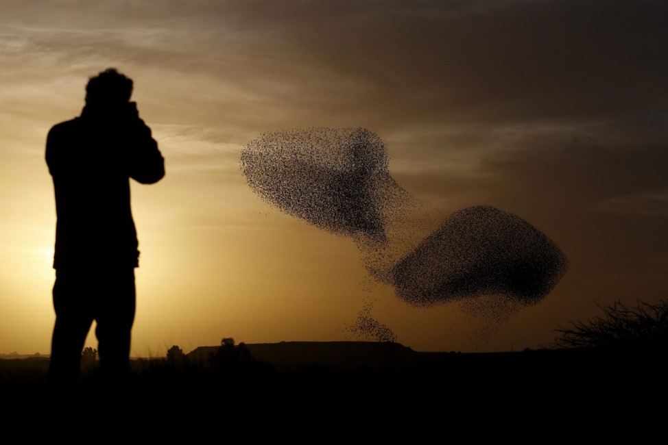 Flock of starlings in southern Israel