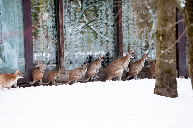 Tierpark Hellabrunn, Zoo: was machen die Tiere im Winter, was wird für sie gemacht?