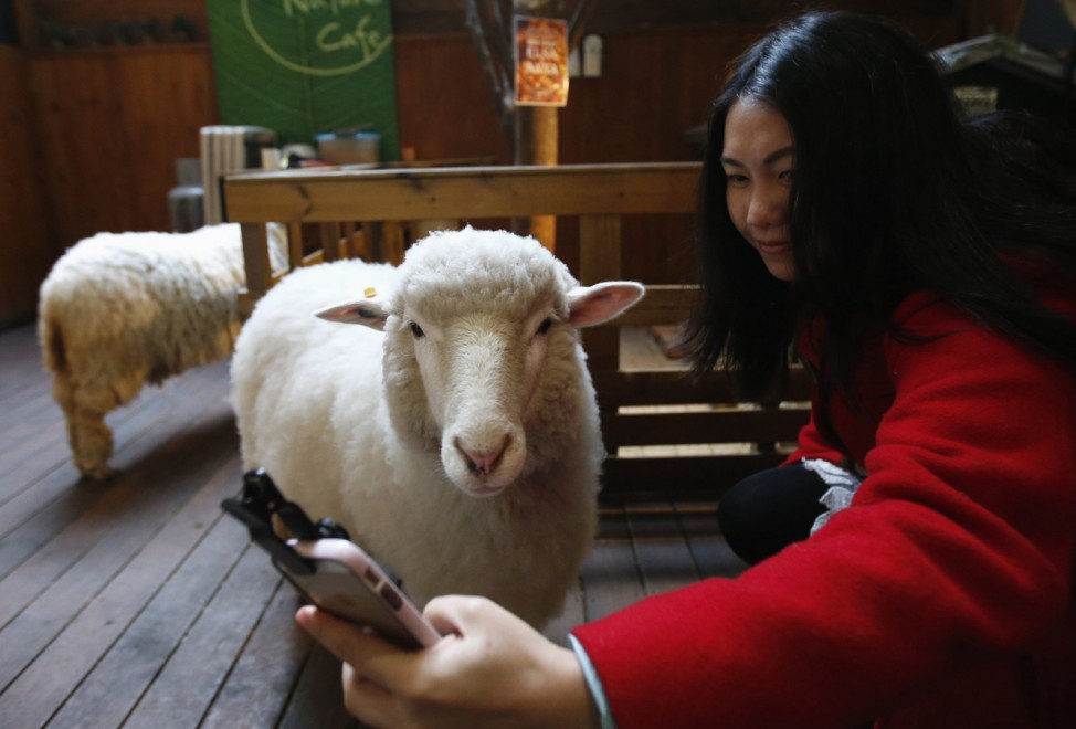 A woman takes a selfie with a sheep at a sheep cafe in Seoul