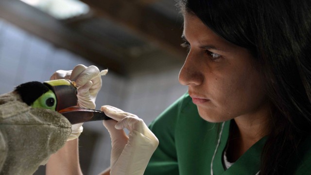 Costa Rica: Pflegerin Carmen Soto kümmert sich um Tukan Grecia.