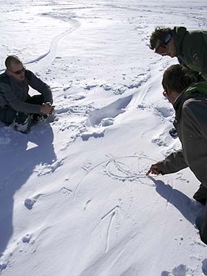 Snowkiting: Ritt durch die Lüfte, Hübner
