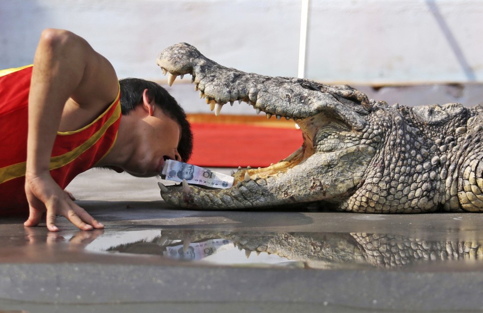 A trainer picks up Chinese Yuan banknotes from the open mouth of a crocodile during a performance at a zoo in Wenling