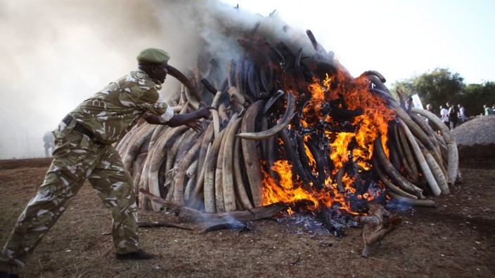 Kenya burns Ivory on World Wildlife day in Nairobi