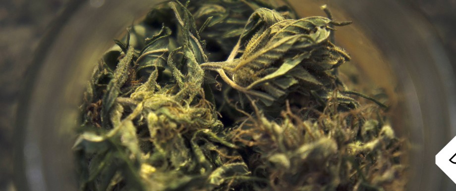 Cannabis sativa indica buds of marihuana hemp ganja plant CTKxPhoto LiborxSojka CTKPhotoOF201