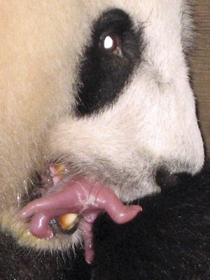 Panda, Reuters