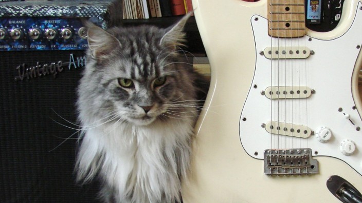 Gehör von Haustieren: Katzen mögen gerne Musik, die nur für sie geschrieben wurde, berichten Forscher.