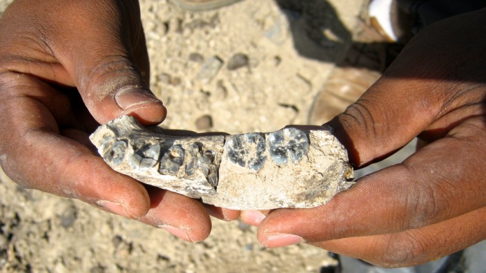 Menschheitsgeschichte: Das bisher älteste Fossil der Gattung Mensch wurde in Äthiopien gefunden.