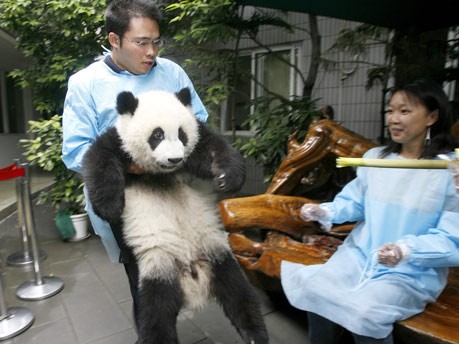 Panda, AFP