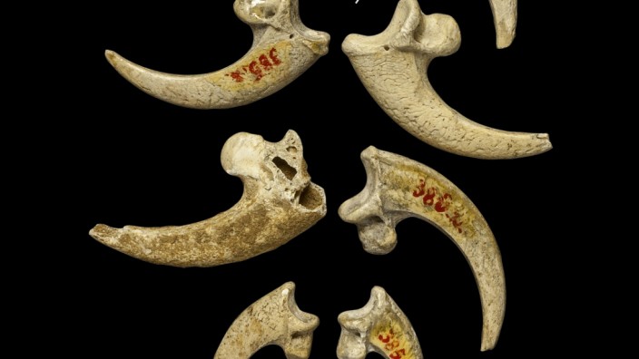 Halskette aus Adlerkrallen: Die acht Adlerkrallen aus der Höhle von Krapina wurden bearbeitet.