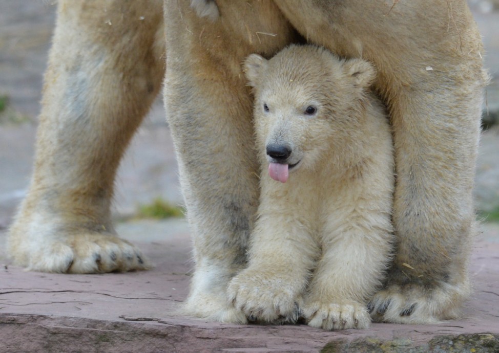 Das Nürnberger Eisbär-Baby Charlotte