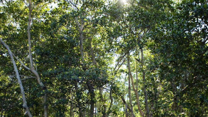 Mangrove forest in the Florida Everglades.