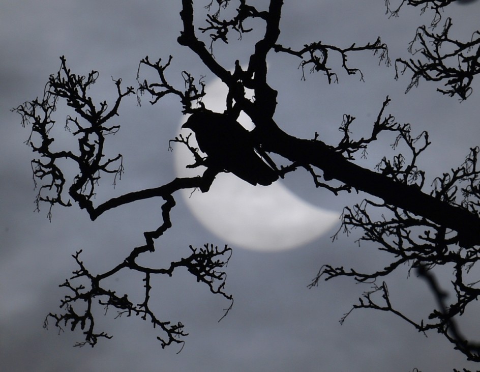 A bird sits on a branch in front of a partial solar eclipse near Bridgwater, in south western England
