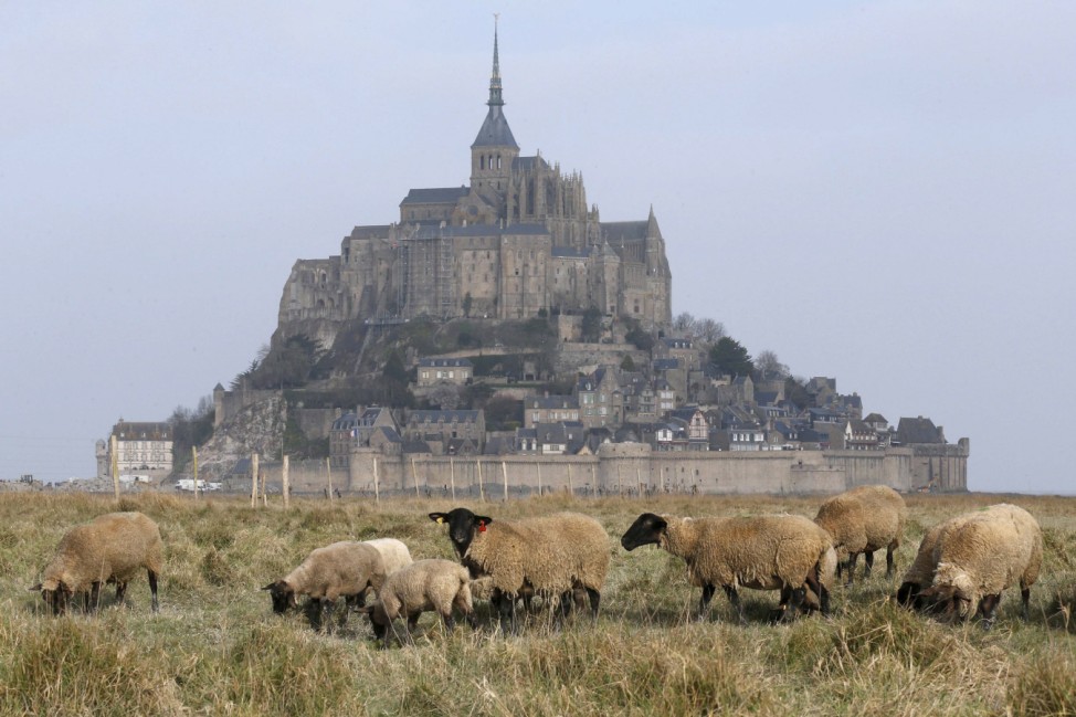 Sheep graze in the meadow in front of the Mont Saint-Michel off France's Normandy coast