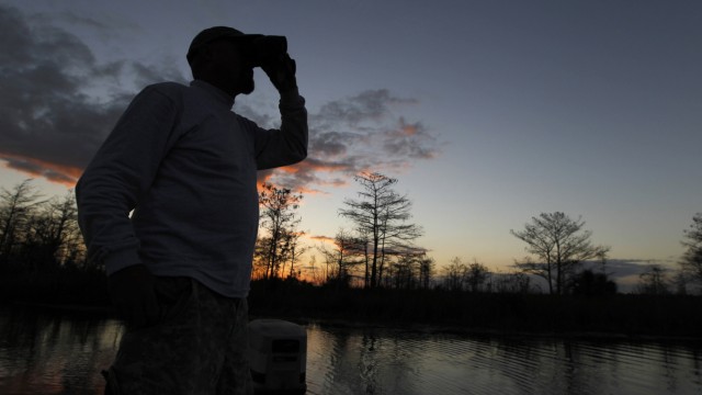 Permit holding hunter Irwin uses a pair of binoculars to scan the canal bank for Burmese pythons from a small boat at dusk in the Everglades during a state-sponsored snake hunt, near Homestead