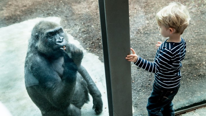 Tierpark Gorilla, neue Menschenaffen-Anlagen