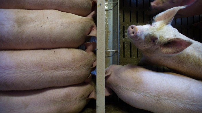 Studie zu Masttieren: Ein mieses Leben: Schweine werden in der Regel auf Spaltenböden gehalten. Eine gängige Form der Tierquälerei.