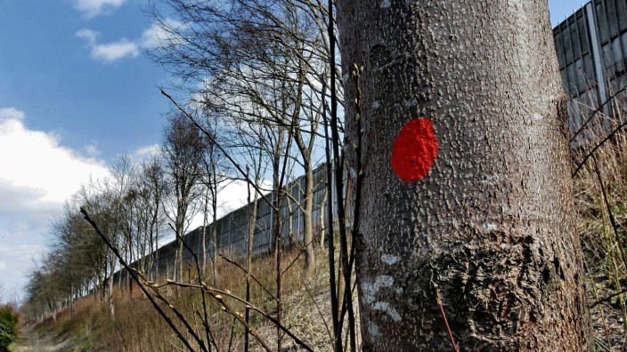 Eching: Auch dieser Baum muss noch weichen, der rote Punkt verrät das. Die Anwohner ärgern sich über die radikale Abholzaktion der Autobahndirektion.