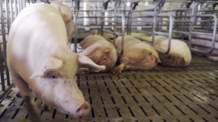 Studie zu Masttieren: Umstritten: Spaltböden, auf denen konventionell gehaltene Schweine im Stall stehen, schaden den Tieren.