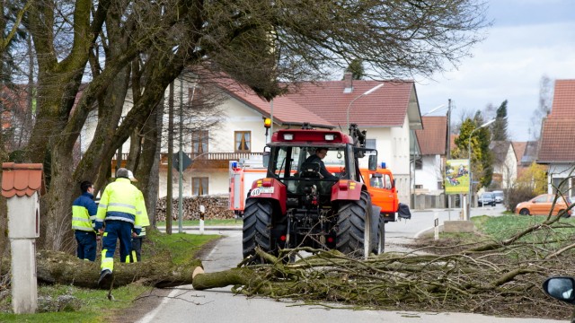 Sturmtief "Niklas": Etliche umgefallene Bäume blockierten die Straßen, unter anderem in Neufahrn.