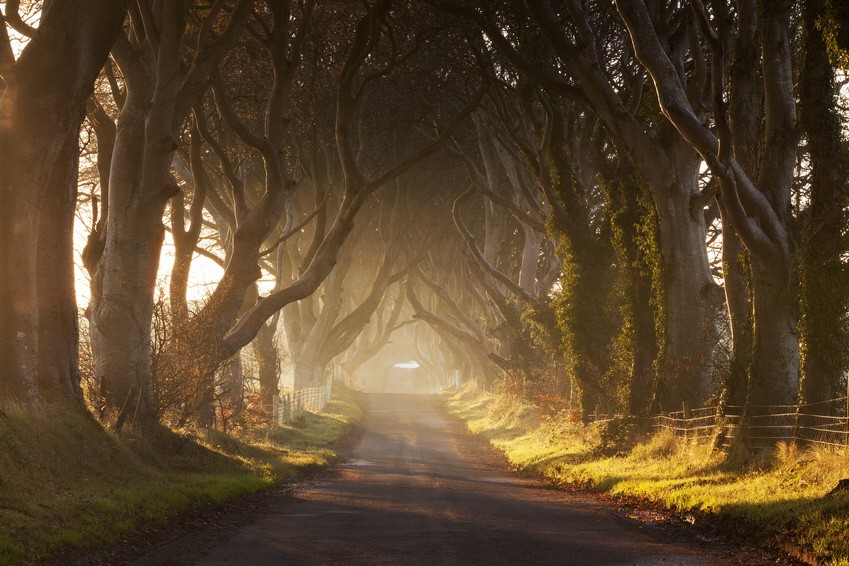 The Dark Hedges, Nordirland, "Game of Thrones" - Drehort