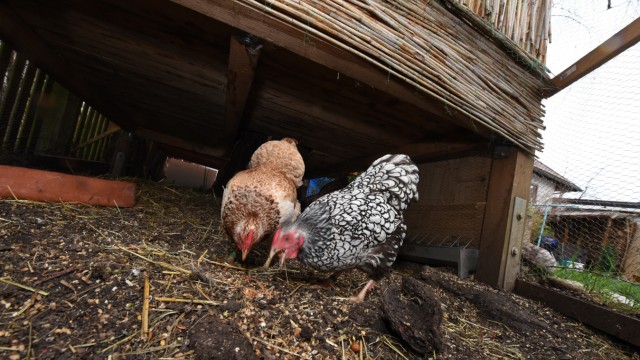 Geflügelhaltung in München: Ein Huhn kräht morgens wie ein Hahn. Sonst machen die Tiere kaum Krach.