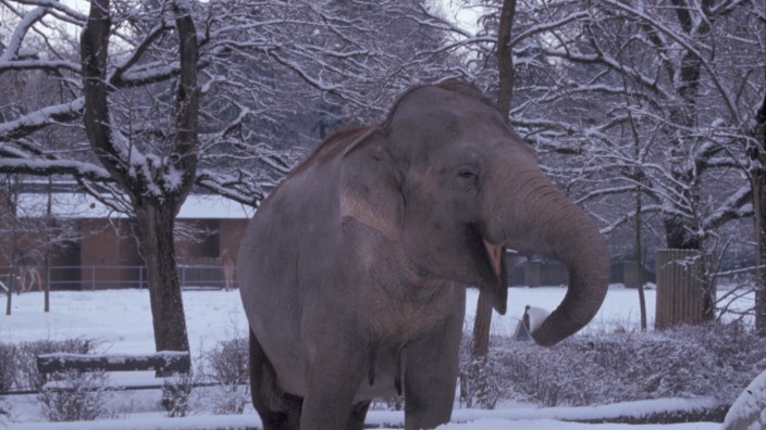 Elefantenhaltung: Spaß im Schnee: Targa ist mit ihren 60 Jahren Deutschlands ältester Elefant.