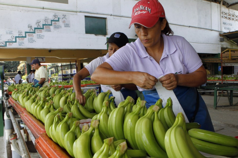 Workers label bananas at a banana farm outside Guayaquil