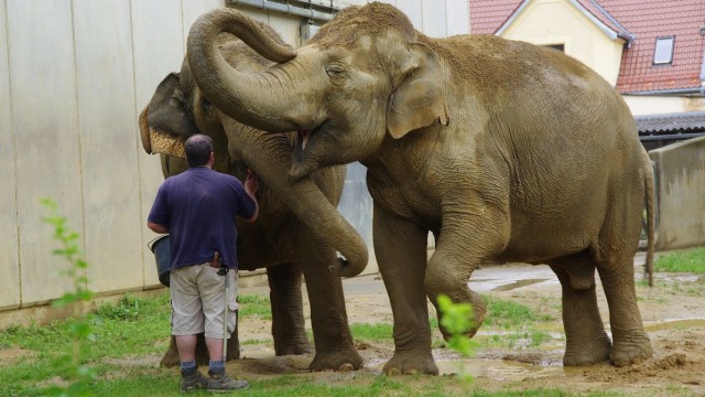 Elefantenhaltung: Spaß im Schlamm: Freuen sich die Elefantenkühe Targa und Burma mehr über ihren Pfleger oder über die Leckereien in seinem Eimer?