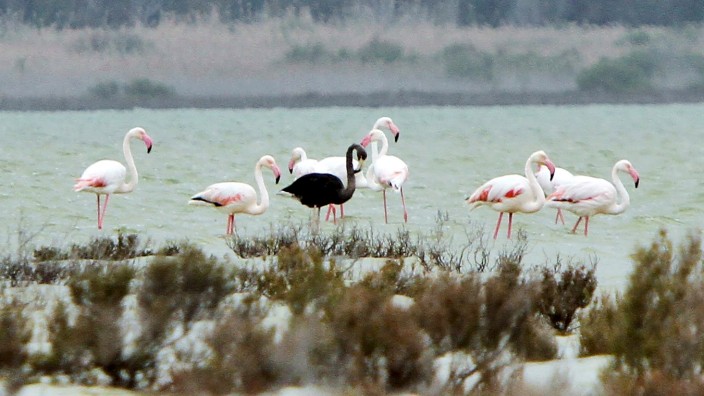 A black flamingo is seen in a salt lake at the Akrotiri Environmental Centre on the southern coast of Cyprus