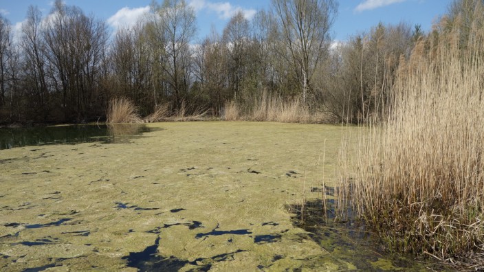 Zamdorf: Seen sollten blau sein. Und wenn sie grün sind, sollten idealerweise nicht die Algen daran schuld sein so wie beim Zamilasee.