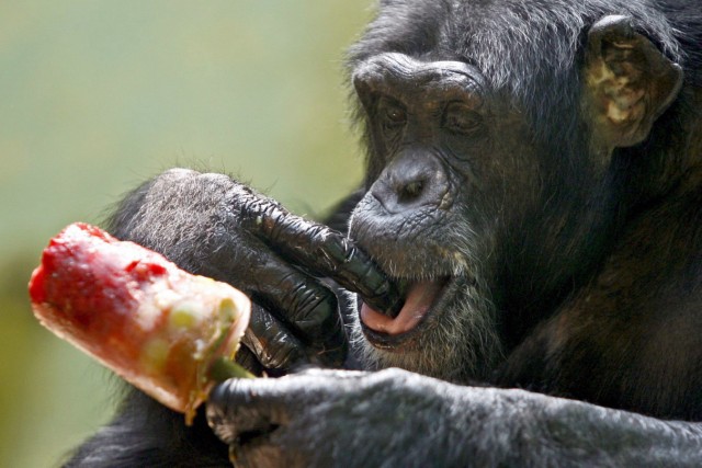 Schimpanse nascht ein Eis