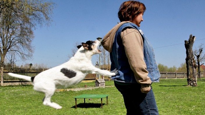 Film-Tier-Ranch in Oberbayern: Kalle ist nicht bloß irgendein Hund, der besonders viele Tricks kann. Der zehnjährige Terrier gehört der Filmtiertrainerin Renate Hiltl und ist ein kleiner Star.