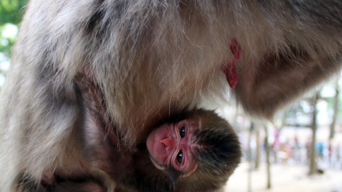 Empörung in Japan: Charlotte, das Affenbaby, das am 6. Mai im Mount-Takasaki-Affenpark in Oita geboren wurde.