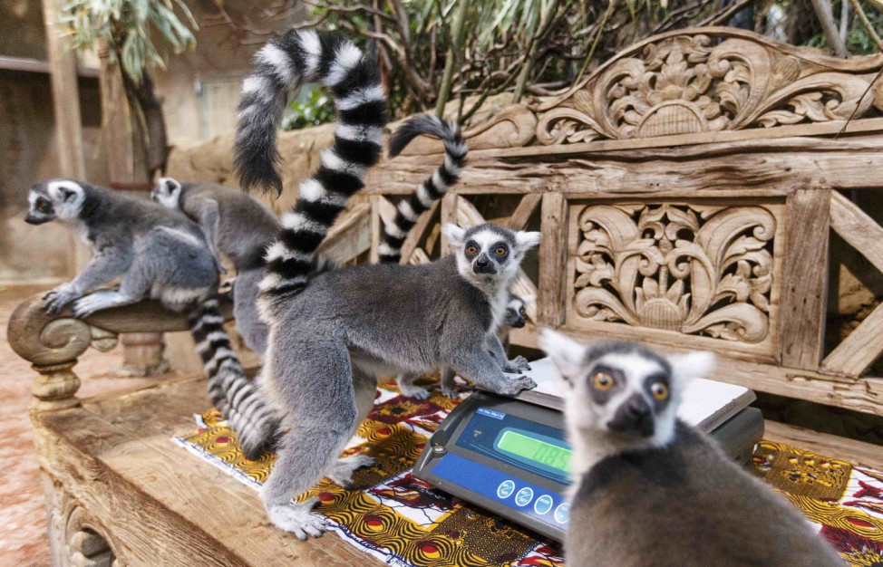 Ring-tailed Lemurs sit on bench with ready to use scale  during animal stocktaking at Hagenbeck Zoo in Hamburg