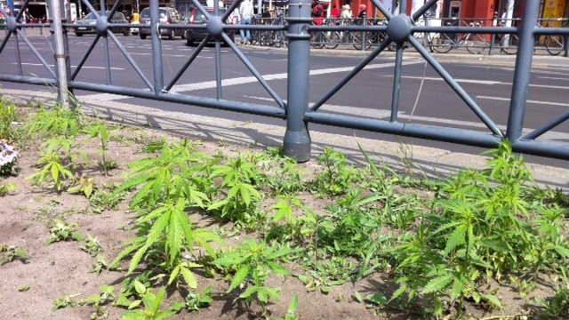Cannabis-Pflänzchen am Kottbusser Tor in Berlin gefunden